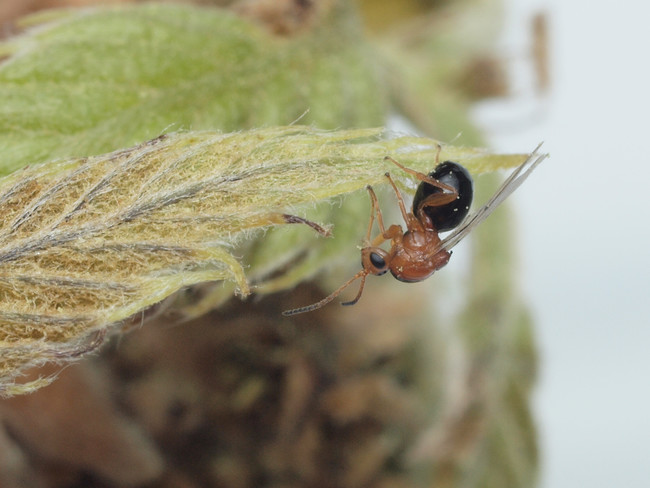 【クヌギハケタマバチの成虫（両性世代）】単性世代の成虫より体は一回り小さく、橙色と黒色のツートンカラーの体色が特徴。