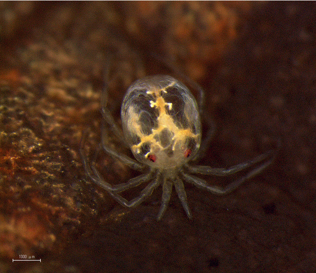 Hygrobates pilosus （提供：西川完途・京都大学）