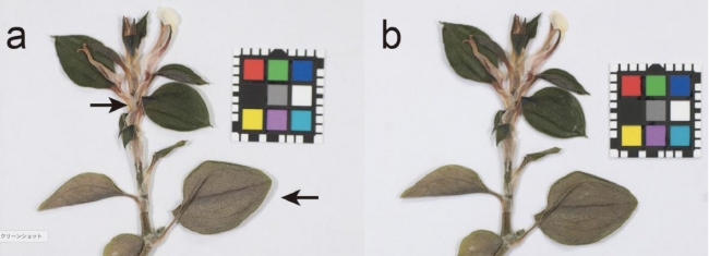 【国立科学博物館】　貴重な標本、傷をつけずに DNA 分析 　～植物のおしば標本から非破壊的に DNA を抽出する新手法を開発～