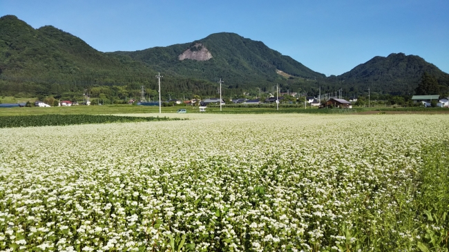 そば畑　古き良き日本の原風景が広がる絶好のカメラスポット