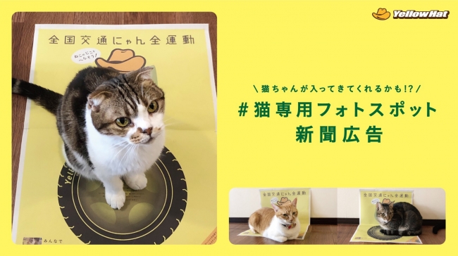 “猫専用フォトスポット”使用イメージ