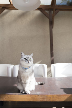 朝井まかて氏の愛猫マイケル