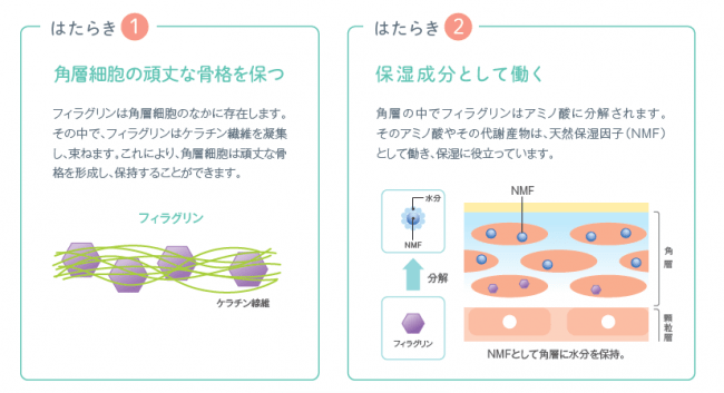 天然保湿因子の素となる「フィラグリン」