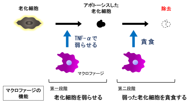 図３　マクロファージによる二段階の老化細胞の除去メカニズム