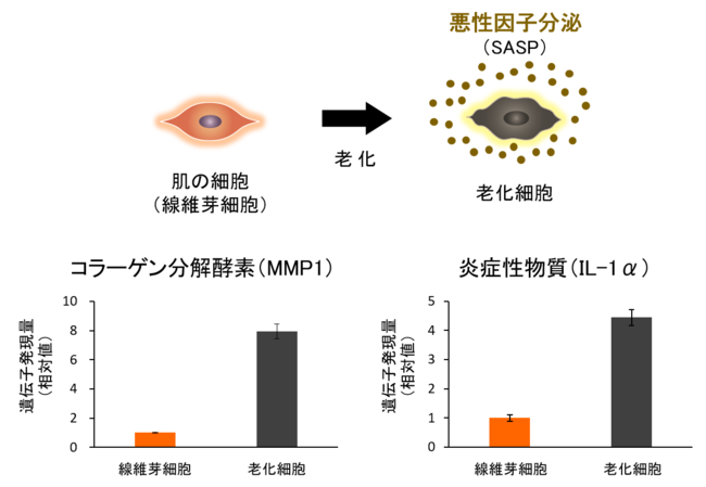 図２　老化細胞では悪性因子の分泌が増加する