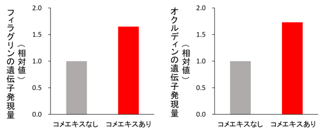 図２．表皮細胞のフィラグリンおよびオクルディンの遺伝子発現