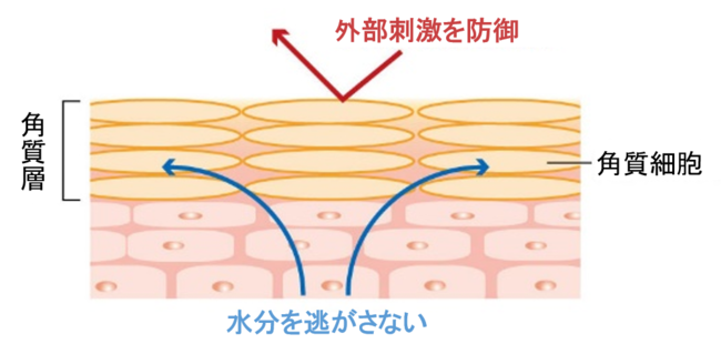 図１．肌のバリア機能