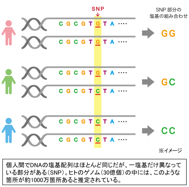 図1　SNPについて