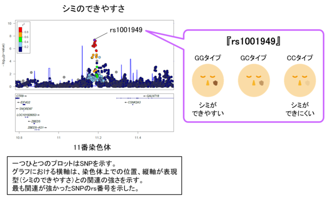 図2　肌質との関連が見出されたSNPの一例