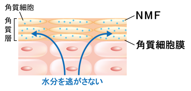 肌のバリア機能