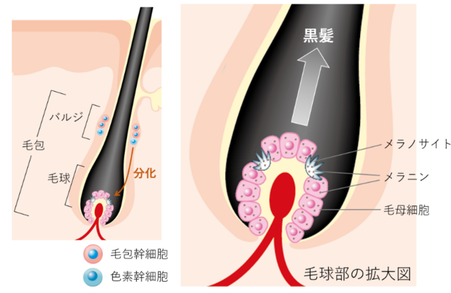 図１　黒髪が生える仕組み