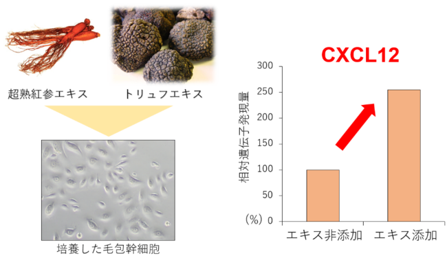 図３　トリュフエキスと超熟紅参エキスによるCXCL12の生成を高める効果