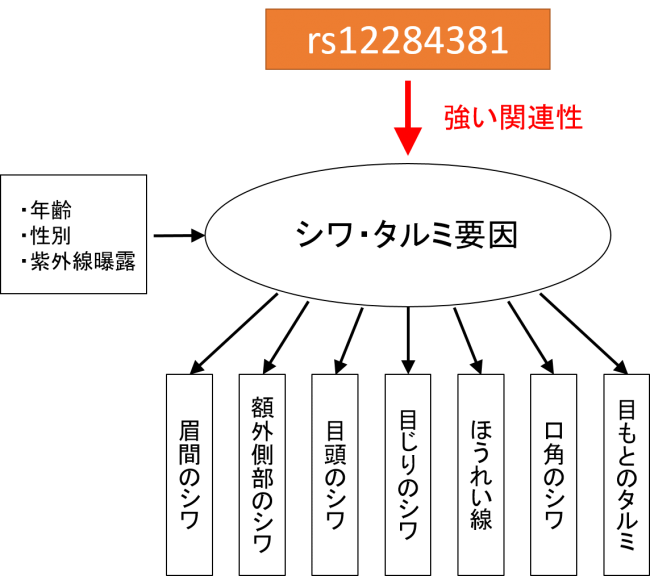 構造方程式モデリングによる関係性の推定