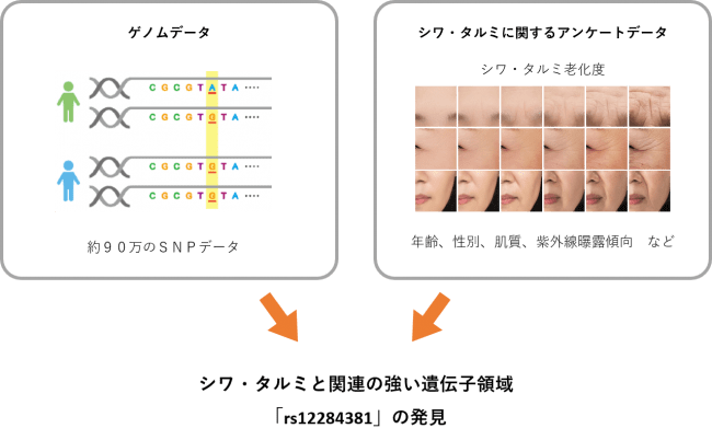 シワ・タルミと関連する遺伝子領域「rs12284381」