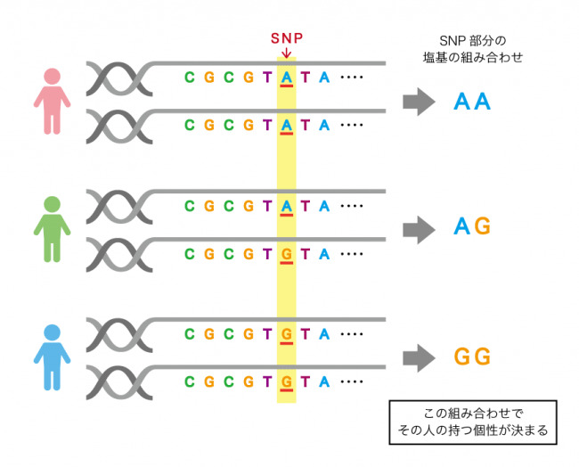 SNPについて