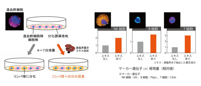 霊芝による造血幹細胞の各リンパ球への分化促進効果