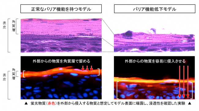 バリア機能が低下したモデルの開発に成功