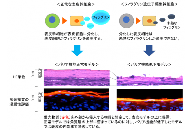 図１　ゲノム編集を応用したバリア機能低下モデル