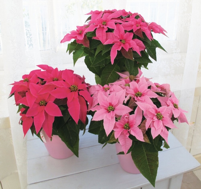 “Pink Flower Shop @HANAHIRO CQ”の商品