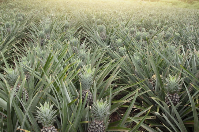 工場で量産されるPinePhone