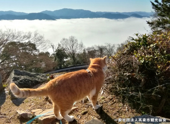 雲海を眺めるさんじゅーろー