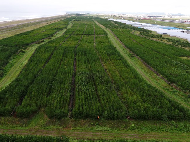 遠景（植栽地中央地点から南を望む　2020.9.15撮影）