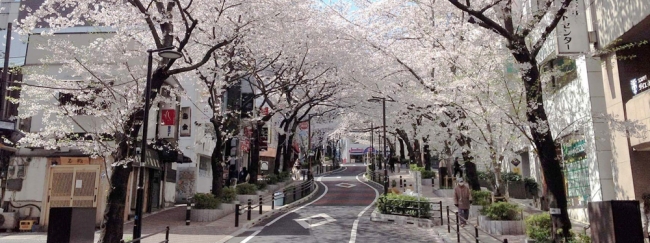 桜丘町　さくら通り