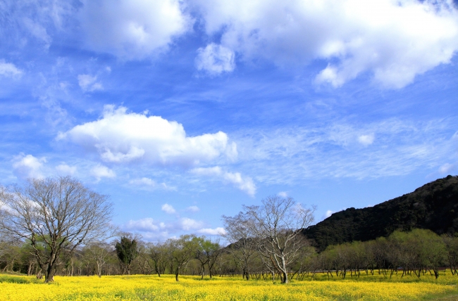 写真ー1,000万本の菜の花