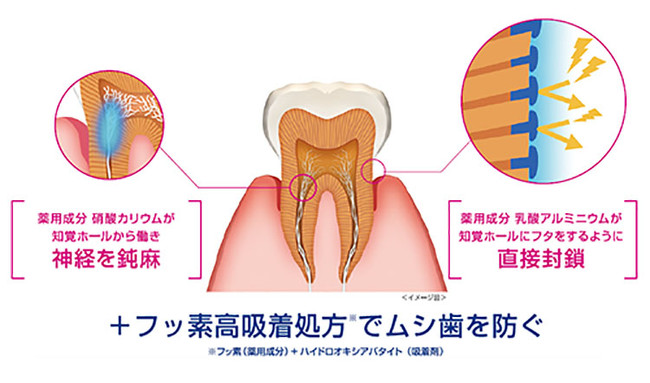 図２　2つの薬用成分の働き（イメージ図）