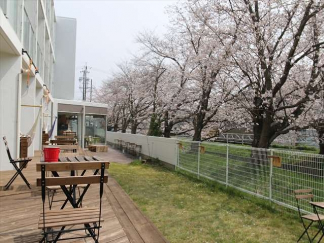 ウッドデッキテラスの先には桜並木があり、3月下旬から4月初旬にかけてさくらが満開を迎える。