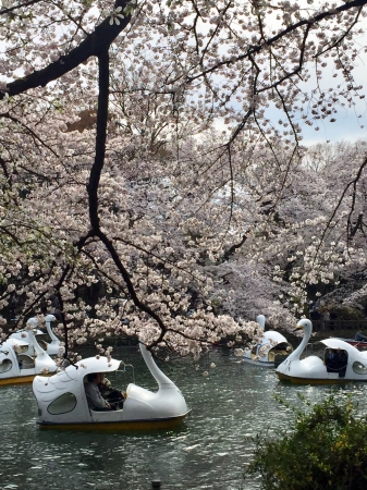 井の頭公園　桜の頃