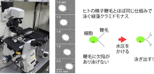 緑藻クラミドモナスの鞭毛が動く仕組みと実験に使った機器