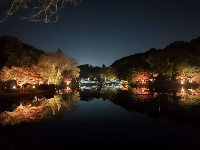 薬師池公園のライトアップ（11月）