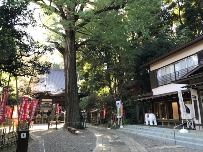 野津田薬師堂境内の大イチョウ