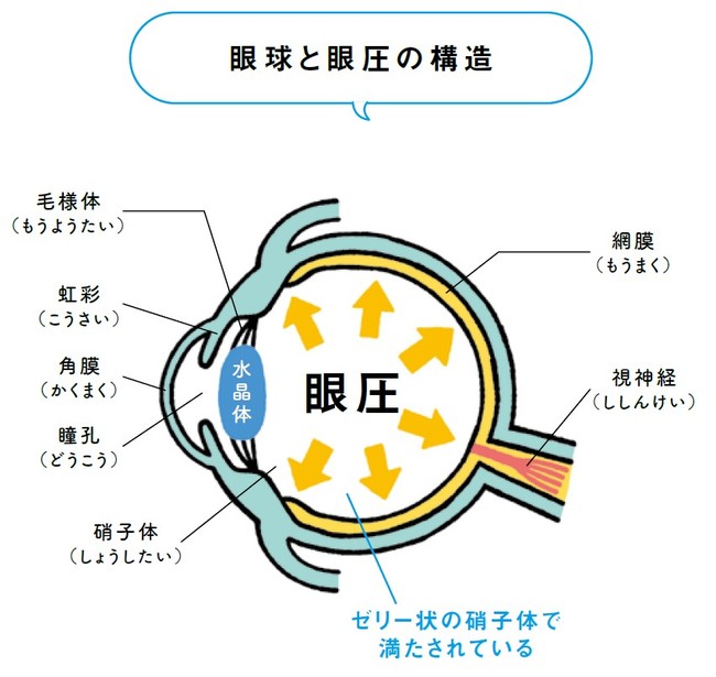 「眼圧」が正常であれば目の健康が保たれる