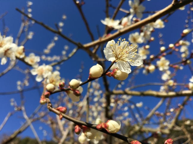 2月11日現在の小梅