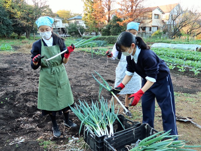 長ネギの収穫。全ての部が畑を持っている。