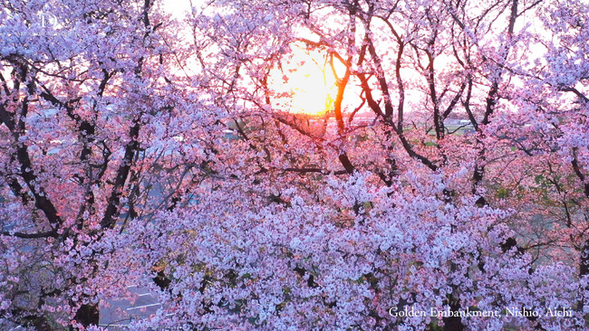 日常の中にある心安らぐ夕日と桜 愛知県西尾市の黄金堤の桜