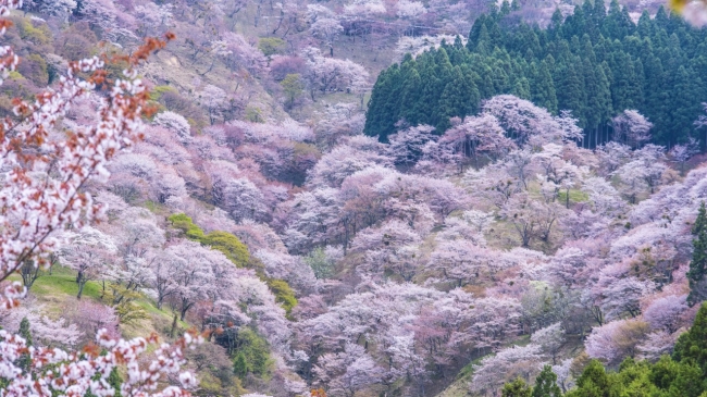 生唾を飲み込む美しさ「吉野町千本桜」（奈良県吉野町）