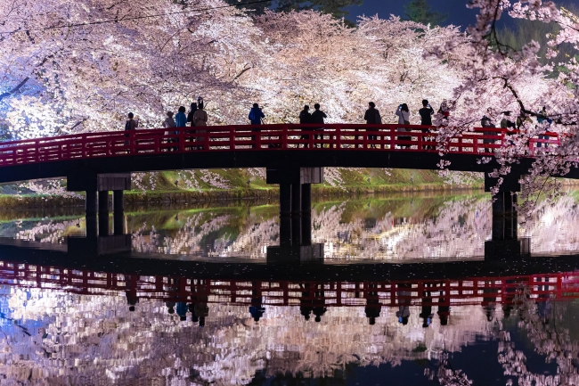 青森県弘前のお濠を埋め尽くす桜©米山竜一