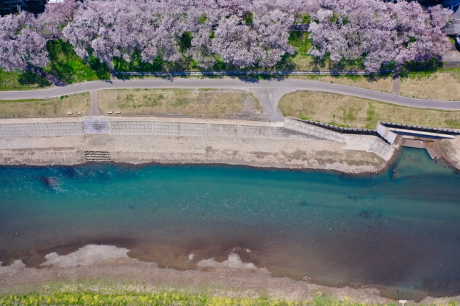 高知県仁淀川町の仁淀ブルーと桜