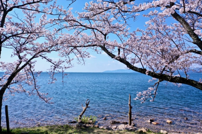 滋賀県海津大崎の桜