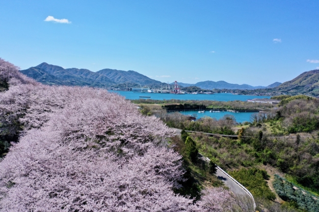 広島県三原市の佐木島 塔ノ峰千本桜