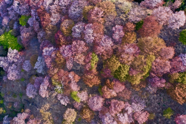 奈良県吉野町のシロヤマザクラ