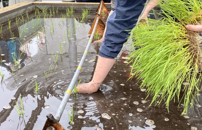 5月　田植え