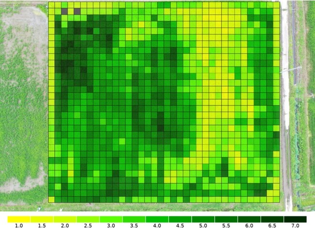 ドローンを使った葉色診断（7月） ⓒ2021 SkymatiX,Inc.