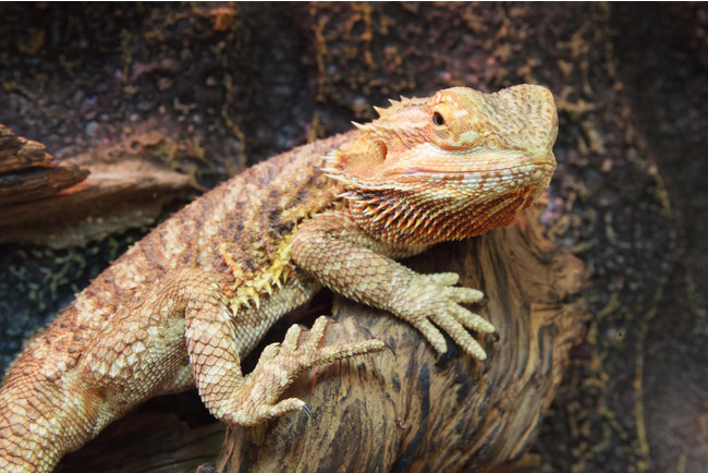 フトアゴヒゲトカゲ　大人気のペットリザード!大人しくて飼い易い!