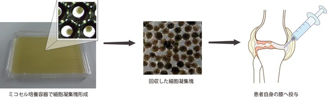 図3：細胞凝集塊の関節内注射投与イメージ