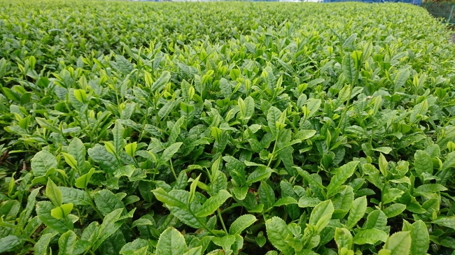 新芽が伸びた茶畑