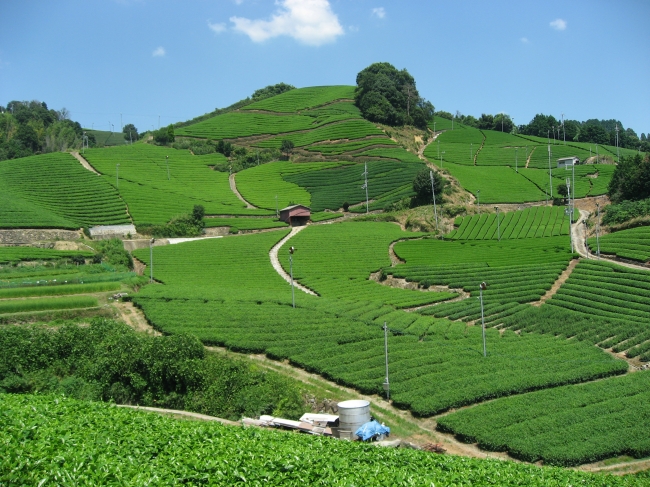 和束町の茶畑